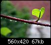 Klicke auf die Grafik fr eine grere Ansicht 

Name:	blatt.jpg 
Hits:	3703 
Gre:	67,1 KB 
ID:	1295