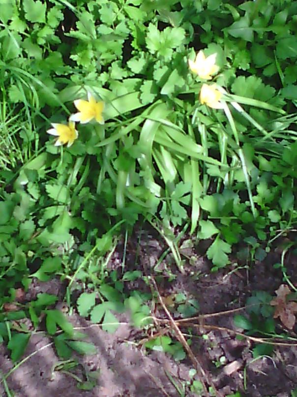 Wildtulpe 20180423 161105