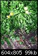 Wildtulpe 20180423 161105