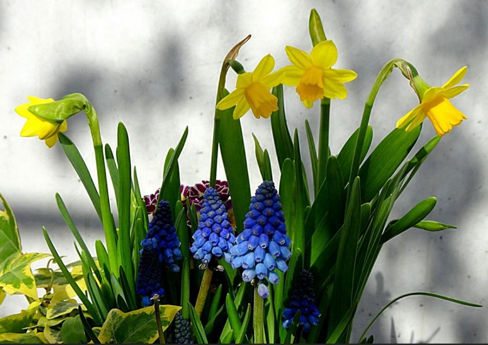 Fruehlingsblumen