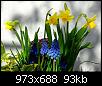 Fruehlingsblumen
